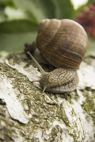 Little snail crawling on a tree on a green background — Stock Photo, Image