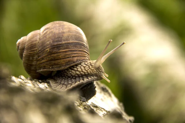 The little snail crawling on a tree on a green background — Stock Photo, Image