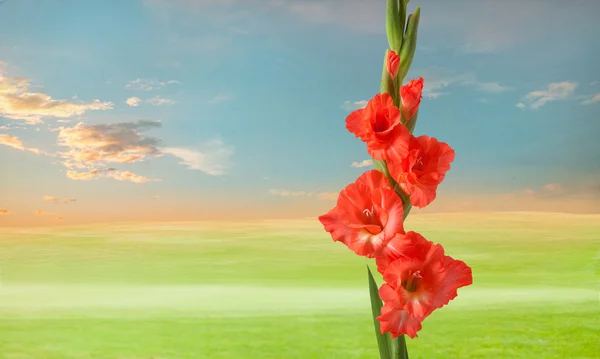 Prato verde con fiori di gladiola — Foto Stock