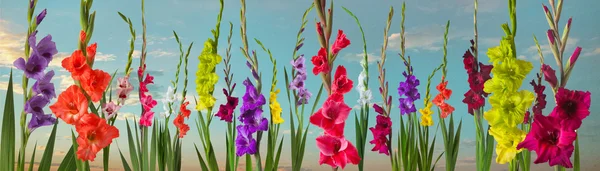 Green meadow with gladiola flowers — Stock Photo, Image