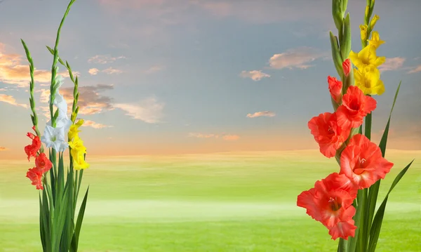 Groene weide met gladiola bloemen — Stockfoto