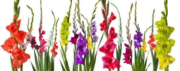 Красочные цветки гладиолы — стоковое фото