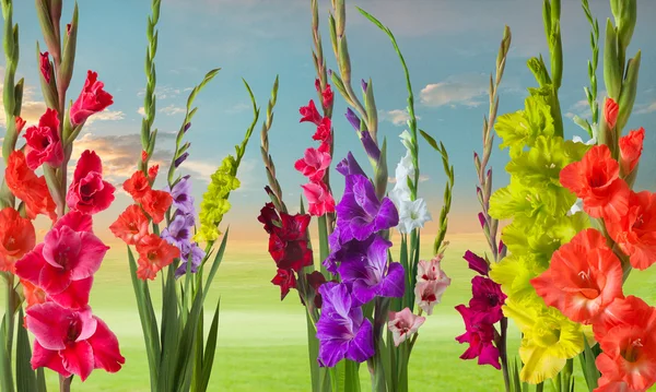 Groene weide met gladiola bloemen — Stockfoto