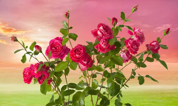 玫瑰上风景背景 — 图库照片