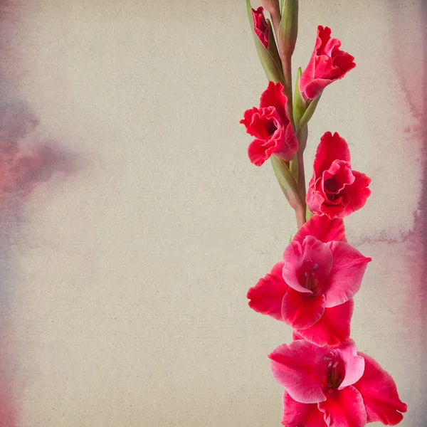 Gladiolus sfondo di carta — Foto Stock