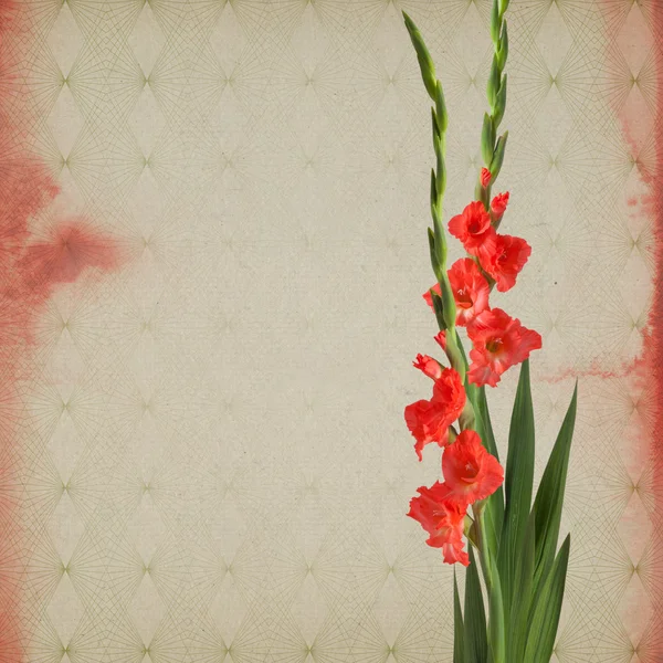 Gladiolus sfondo di carta — Foto Stock