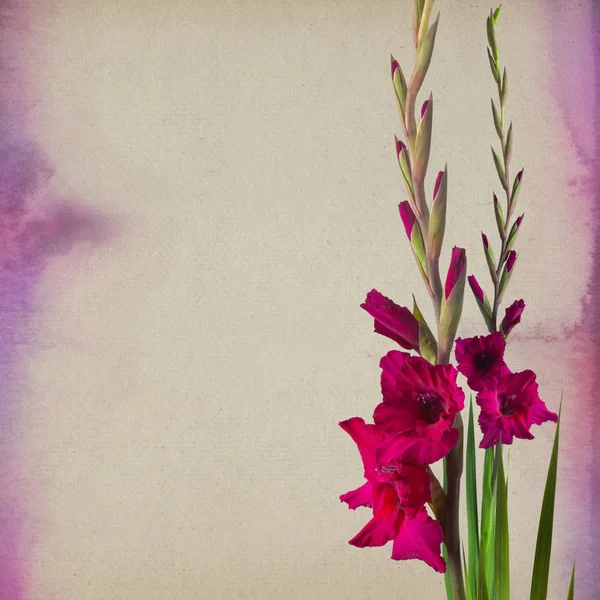 Gladiolenpapier Hintergrund — Stockfoto