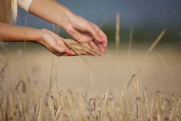 Mano de mujer con maíz en un campo de maíz — Foto de Stock