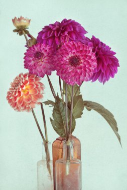 güzel dahlia arka plan