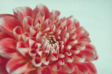 güzel dahlia arka plan
