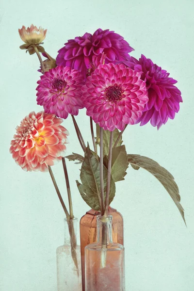 Beautiful dahlia background — Stock Photo, Image