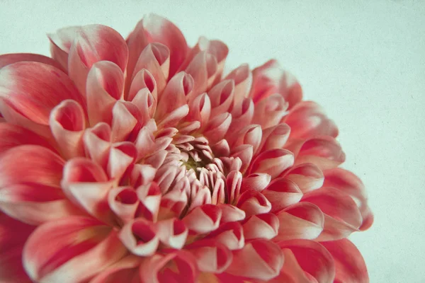 Beautiful dahlia background — Stock Photo, Image