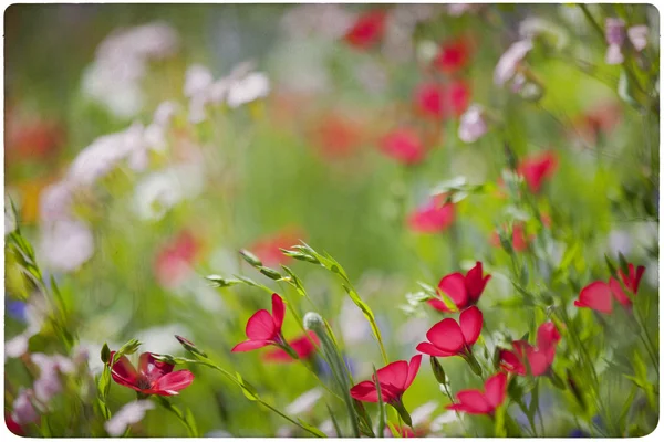 Фон луга полевых цветов — стоковое фото