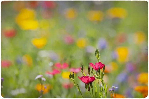 Wildflower meadow background — Stock Photo, Image