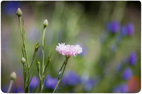 Wildflower луг фону — стокове фото