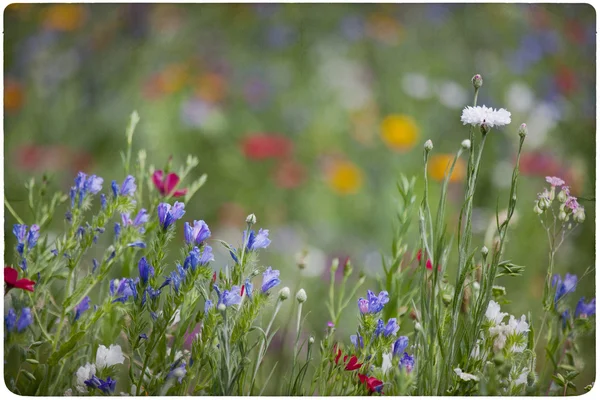 ワイルドフラワーの草原の背景 — ストック写真