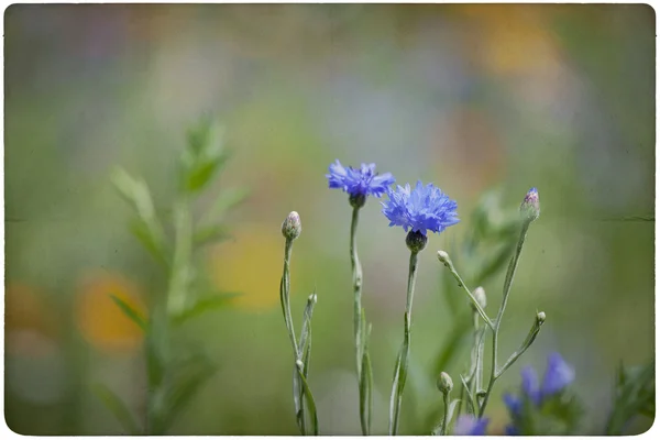 Wildflower meadow background — Stock Photo, Image