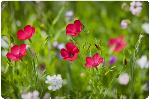 Wildflower tło łąka — Zdjęcie stockowe