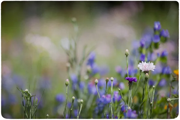 Wildflower tło łąka — Zdjęcie stockowe