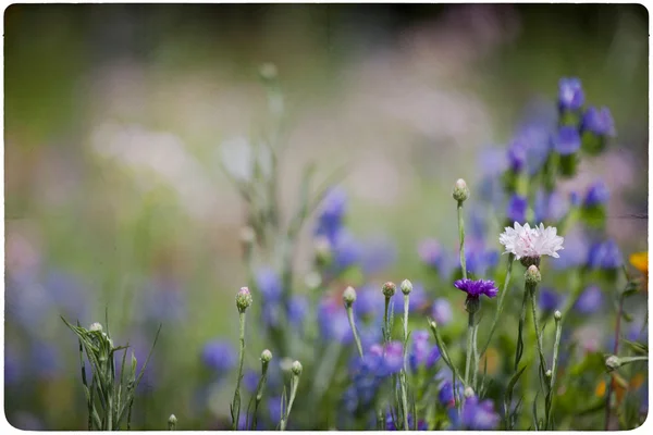 Fundo prado Wildflower — Fotografia de Stock