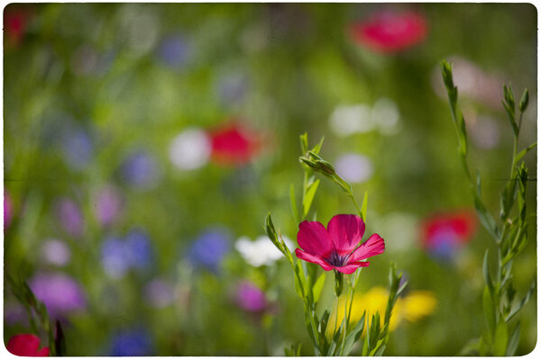 Wildflower meadow background