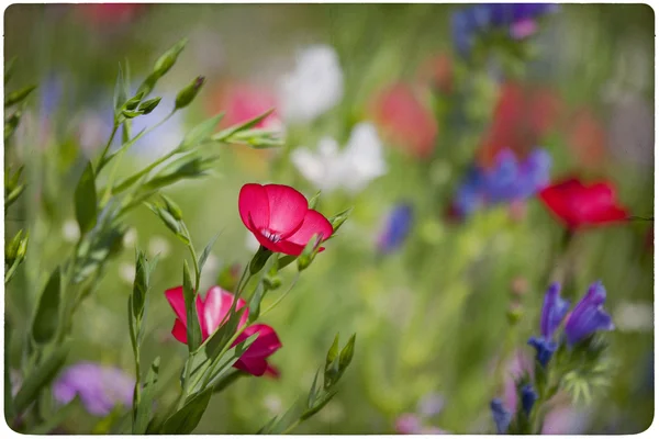 Wildblumen Wiese Hintergrund — Stockfoto