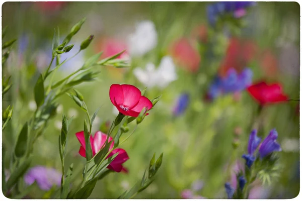 ワイルドフラワーの草原の背景 — ストック写真