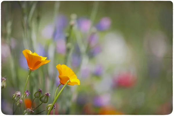 Fond de prairie de fleurs sauvages — Photo