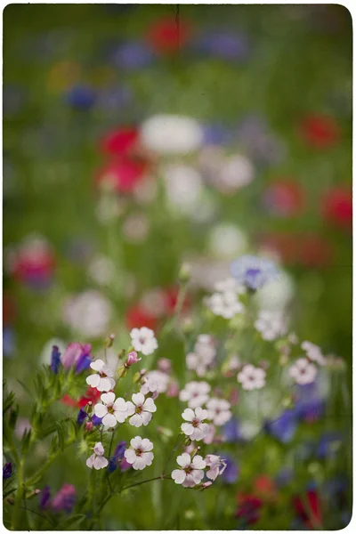 Wildflower луг фону — стокове фото