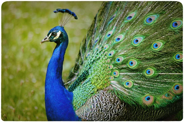 Colorful peacock background — Stock Photo, Image