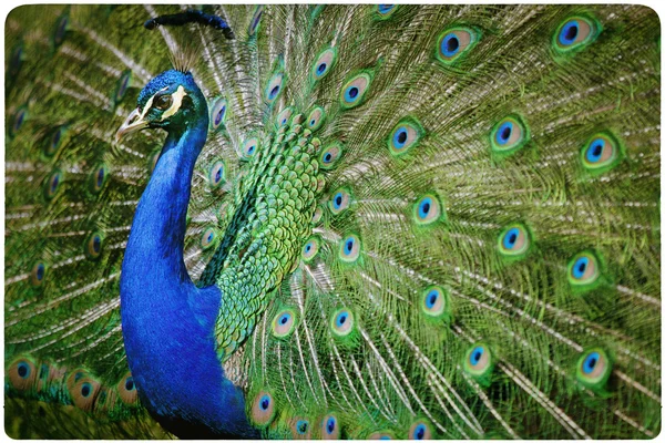 Colorful peacock background — Stock Photo, Image