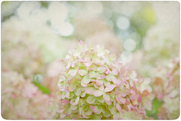 Hortensia bloem achtergrond op oude, vergeelde papier — Stockfoto