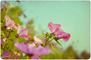 kır çiçeği çayır arka plan