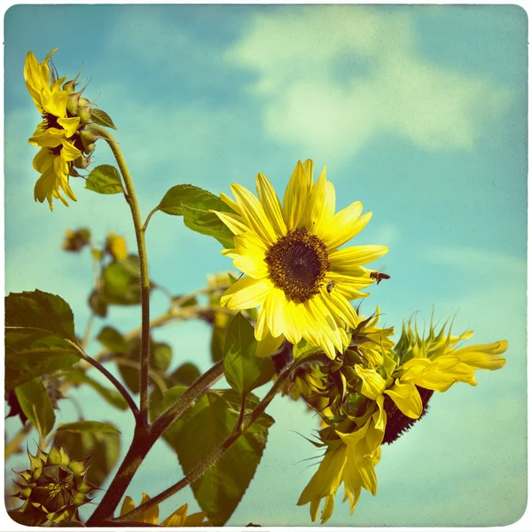 Tournesol sur fond vieux papier jauni — Photo