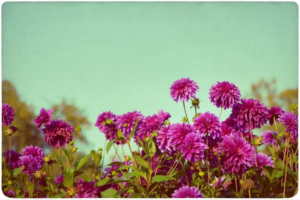 Dahlia bloem achtergrond op oude, vergeelde papier — Stockfoto