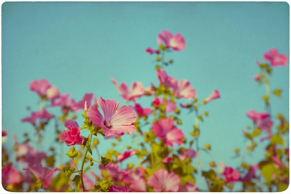 Fondo del prado de flores silvestres —  Fotos de Stock