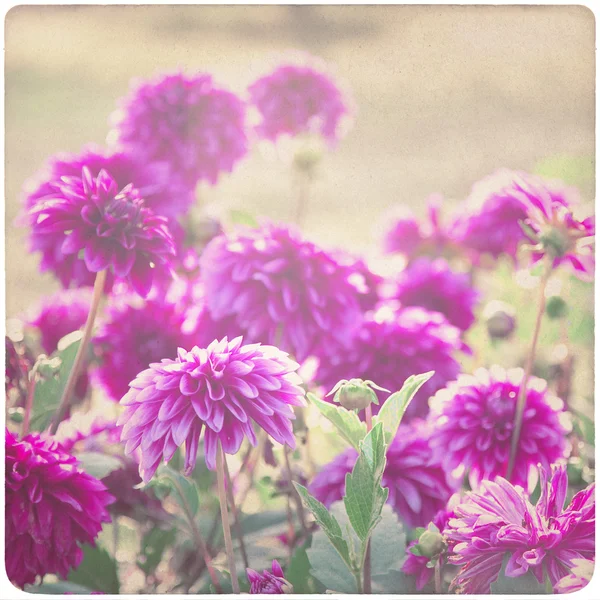 Fundo da flor de Dahlia em papel velho e amarelado — Fotografia de Stock