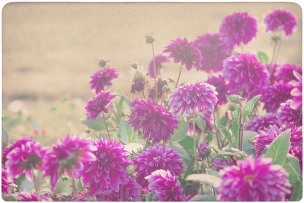 Dahlia çiçeği arka plan eski, sararmış kağıt üzerinde — Stok fotoğraf