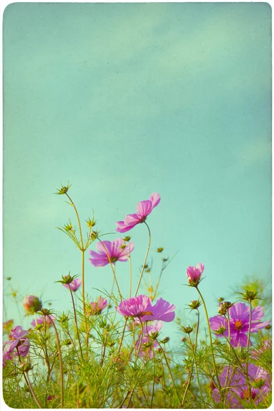 야생화 초원 배경 — Stockfoto