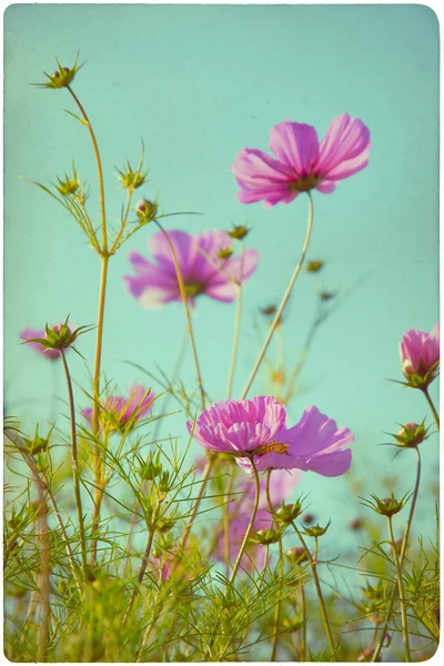 Wildflower meadow background — Stock Photo, Image