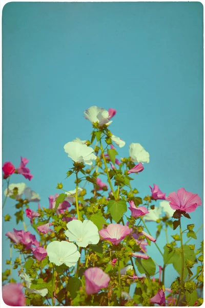 Wildflower meadow background — Stock Photo, Image