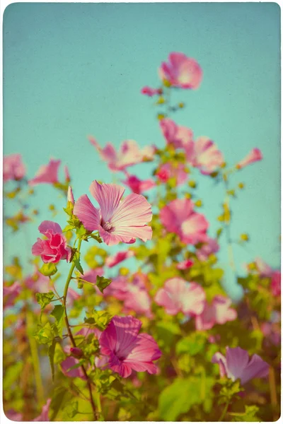 ワイルドフラワーの草原の背景 — ストック写真