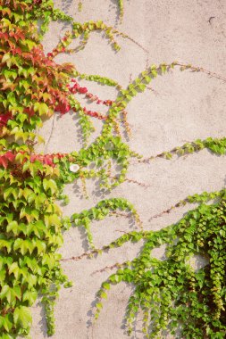 şarap yapraklarla kaplı duvar