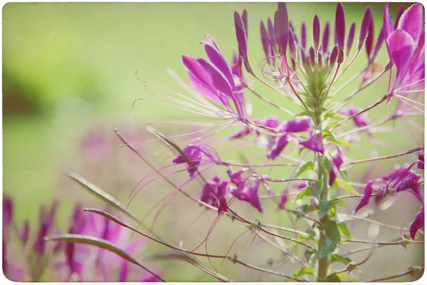 Romantico sfondo fiore — Foto Stock