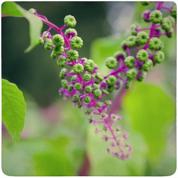 Romantische, exotische bloem achtergrond — Stockfoto