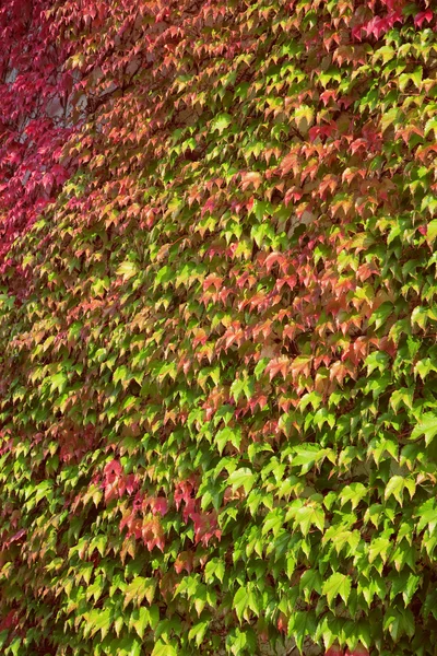 Wall covered with wine leaves — Stock Photo, Image