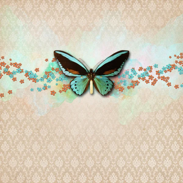 Vintage shabby chic fondo con mariposa — Foto de Stock