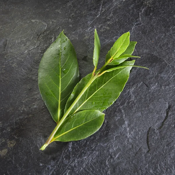 Laurel branch background — Stock Photo, Image