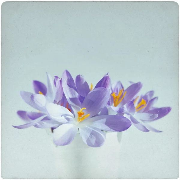 Primavera fiori vintage sfondo — Foto Stock