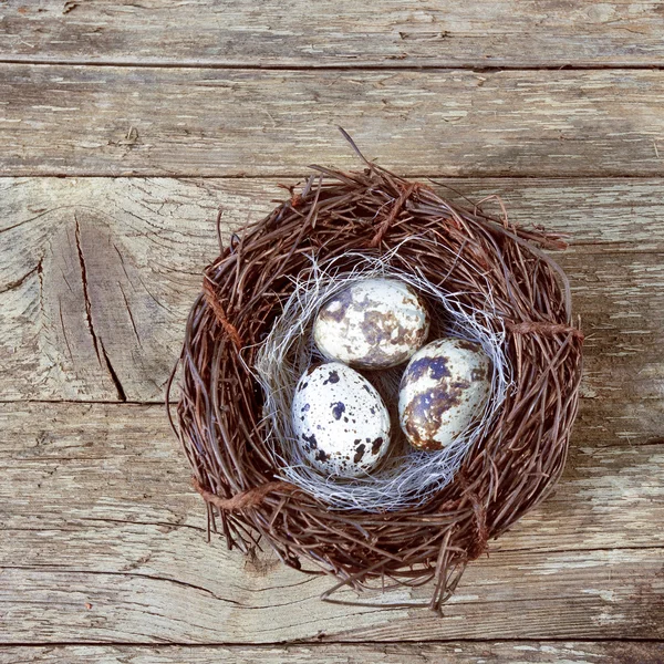 Easter egg background with bird nest — Stock Photo, Image